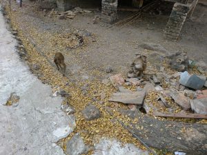 Des singes