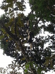 Des fesses de singes